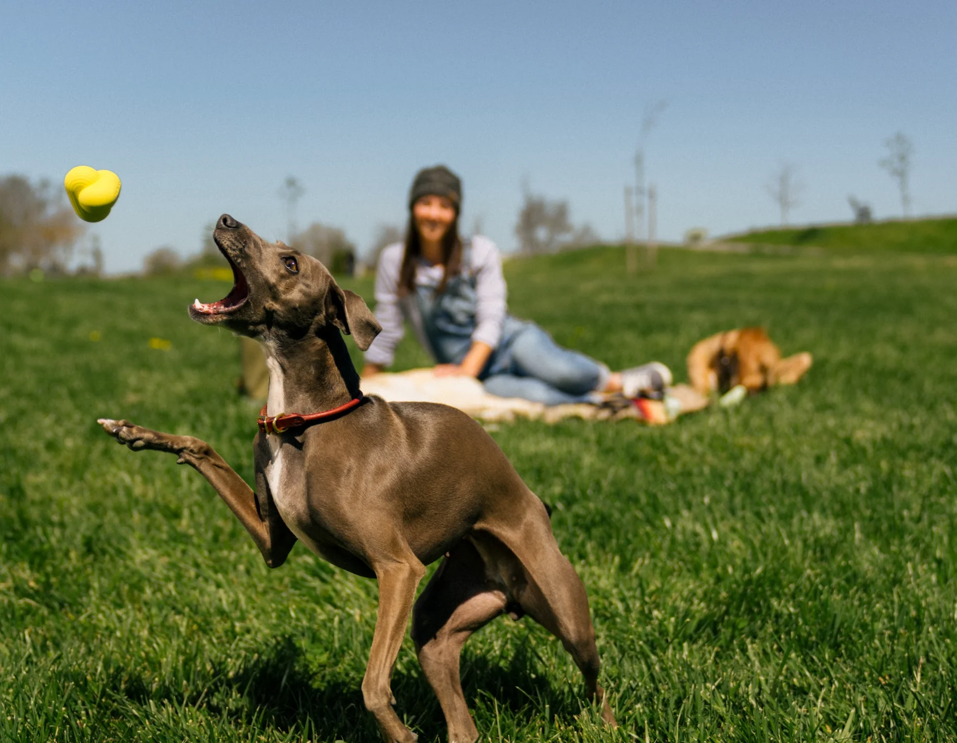 how do you teach a dog to play fetch